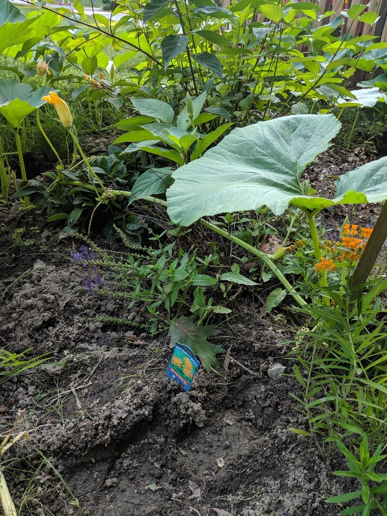Cucurbita maxima