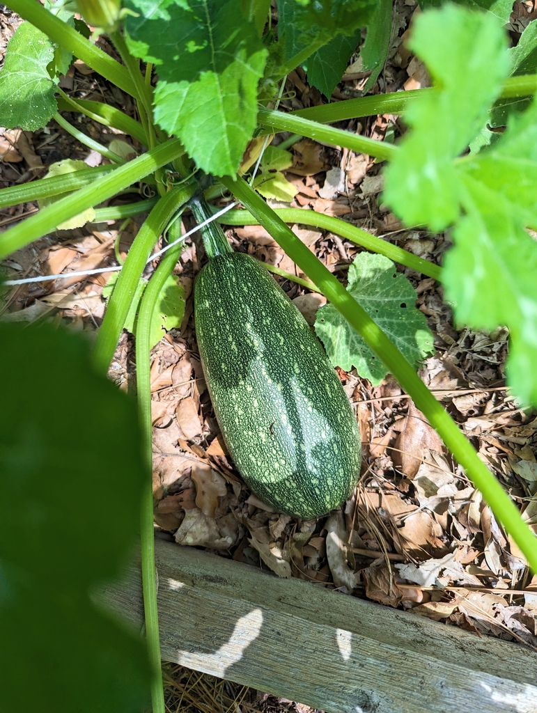 Form and fruit