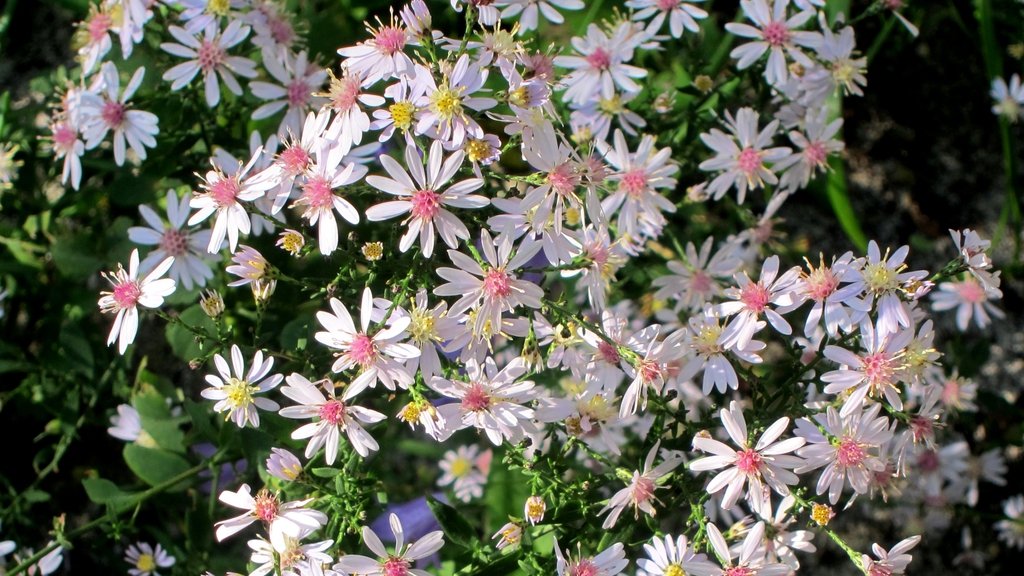Symphyotrichum cordifolium