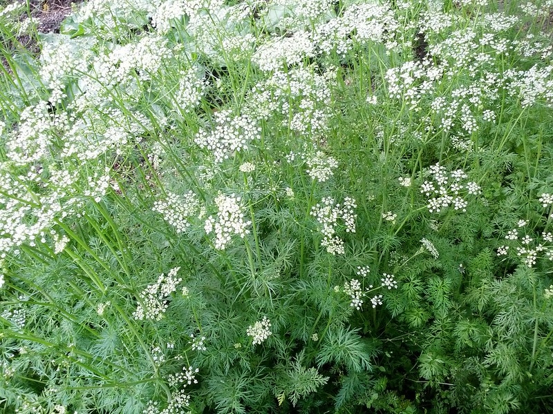 Airy foliage with umbels of tiny white flowers.