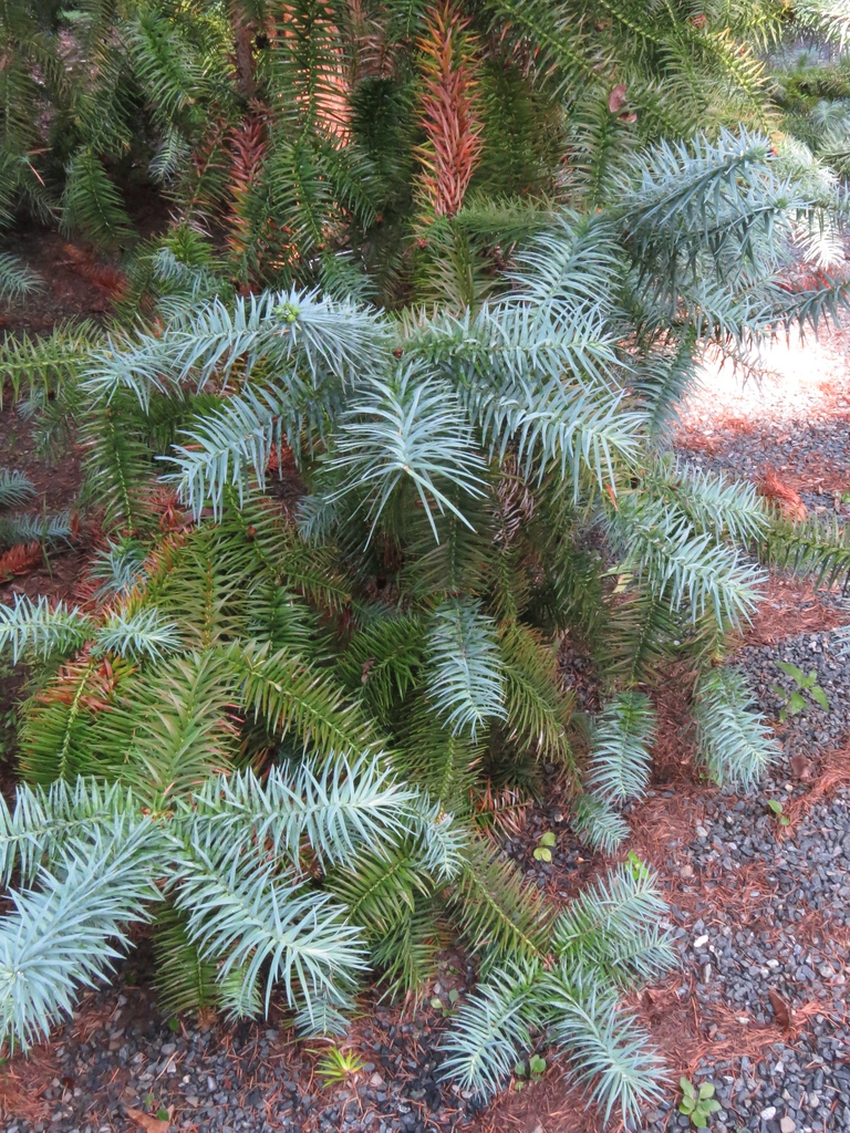Needles