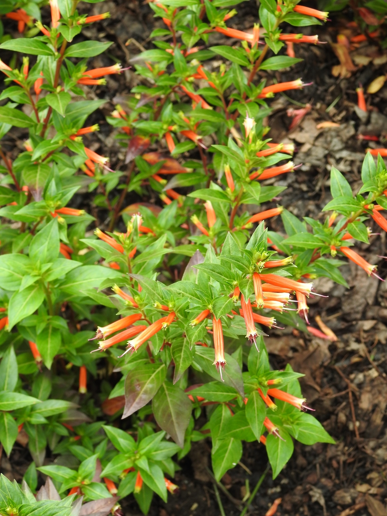 Form