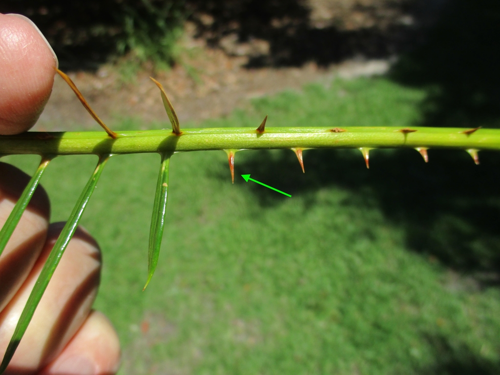 view of lower leaflets
