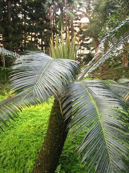 dark green, glossy fronds and new growth