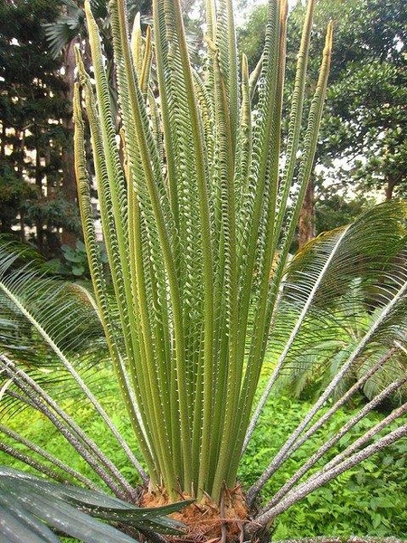 plantlets