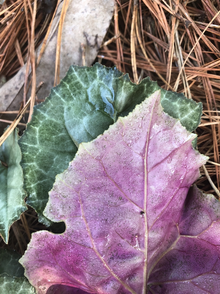 Cyclamen graecum