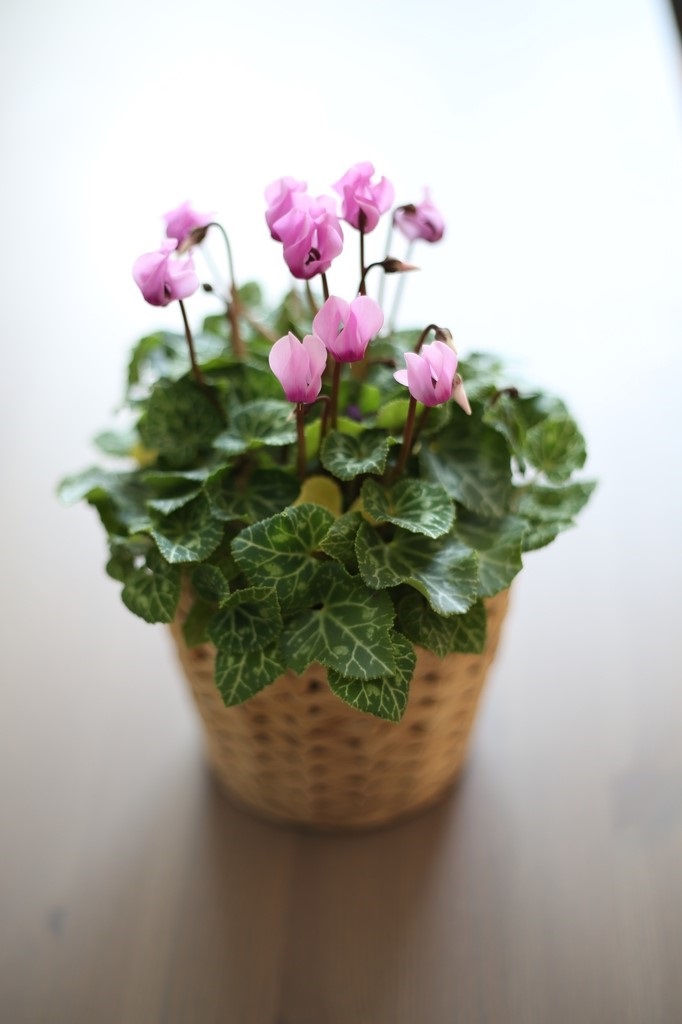 Cyclamen persicum