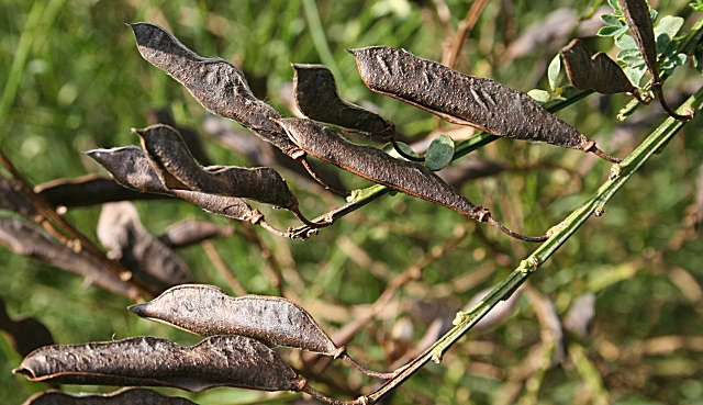Cytisus scoparius