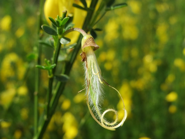 Cytisus scoparius