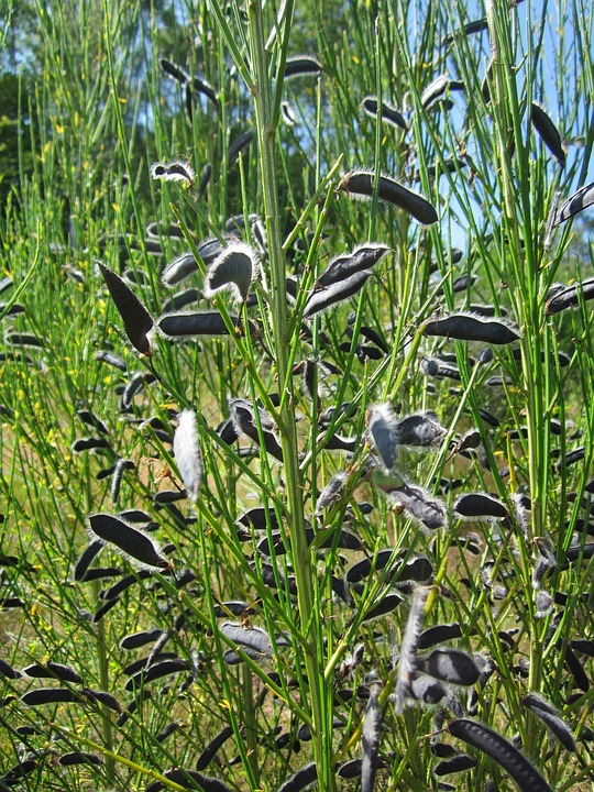 Cytisus scoparius