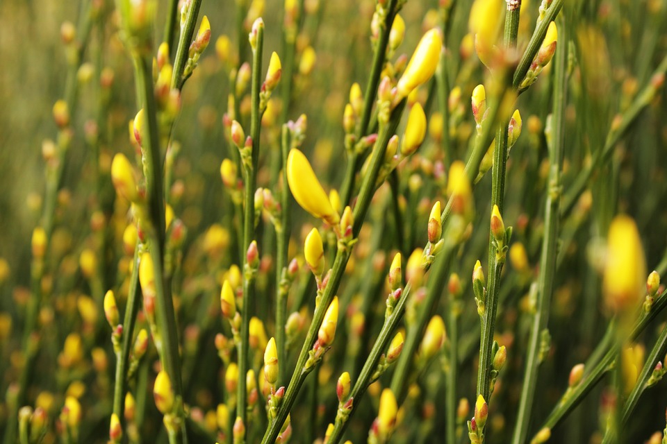 Cytisus scoparius