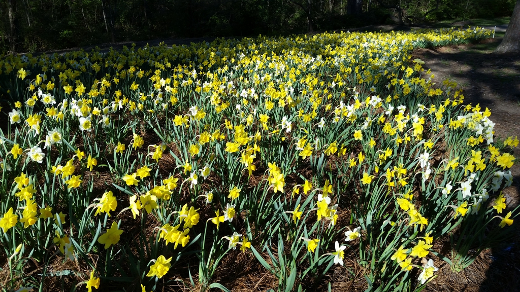 A field of daffodils taken in Hurley Park, Salisbury, NC