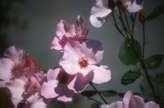 Rosa 'Dainty Bess'
