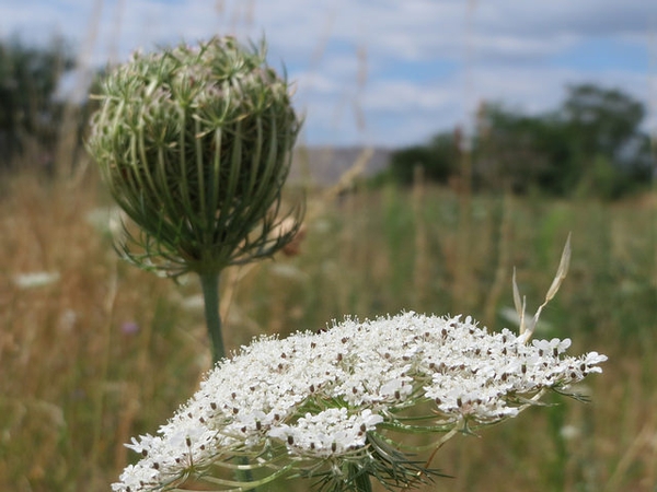 Daucus carota