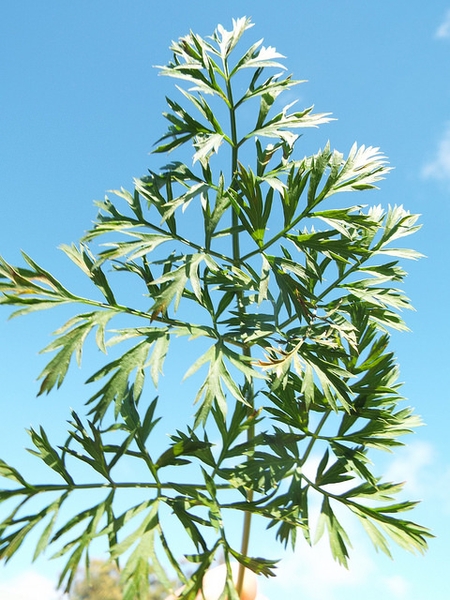 Daucus carota