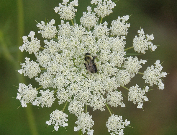 Daucus carota