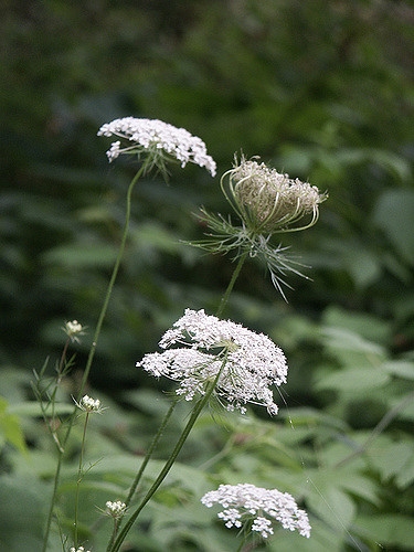 Daucus carota