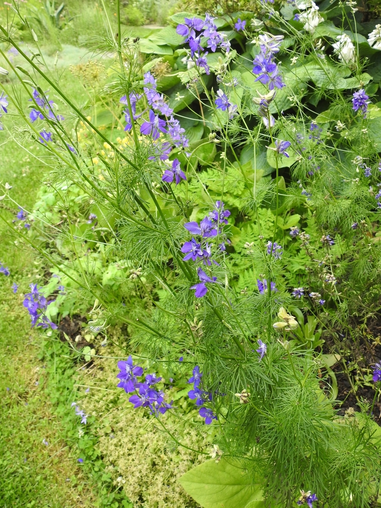 Delphinium ajacis (annual larkspur) fine, feathery oliage