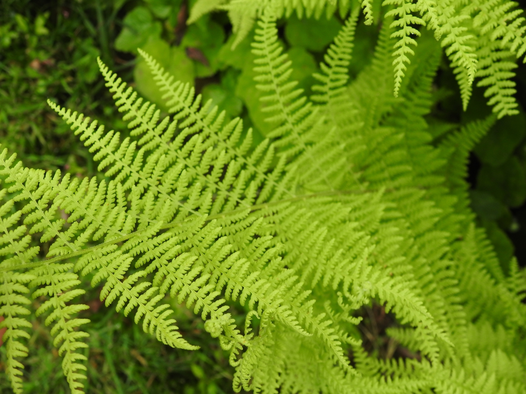 Detail of bipinnate frond.
