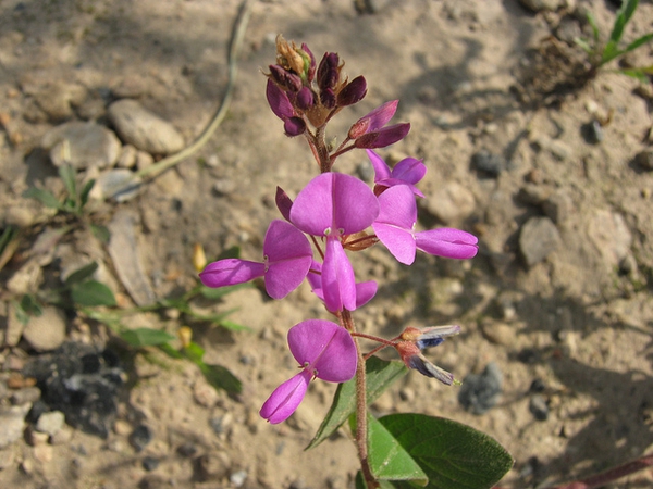 Desmodium spp.