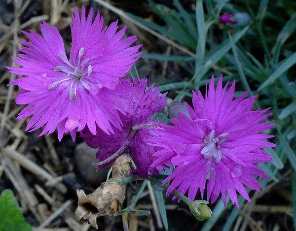 Dianthus gratianopolitanus