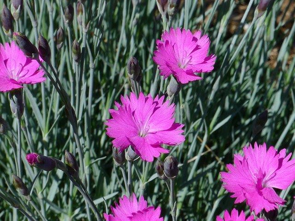 Dianthus gratianopolitanus