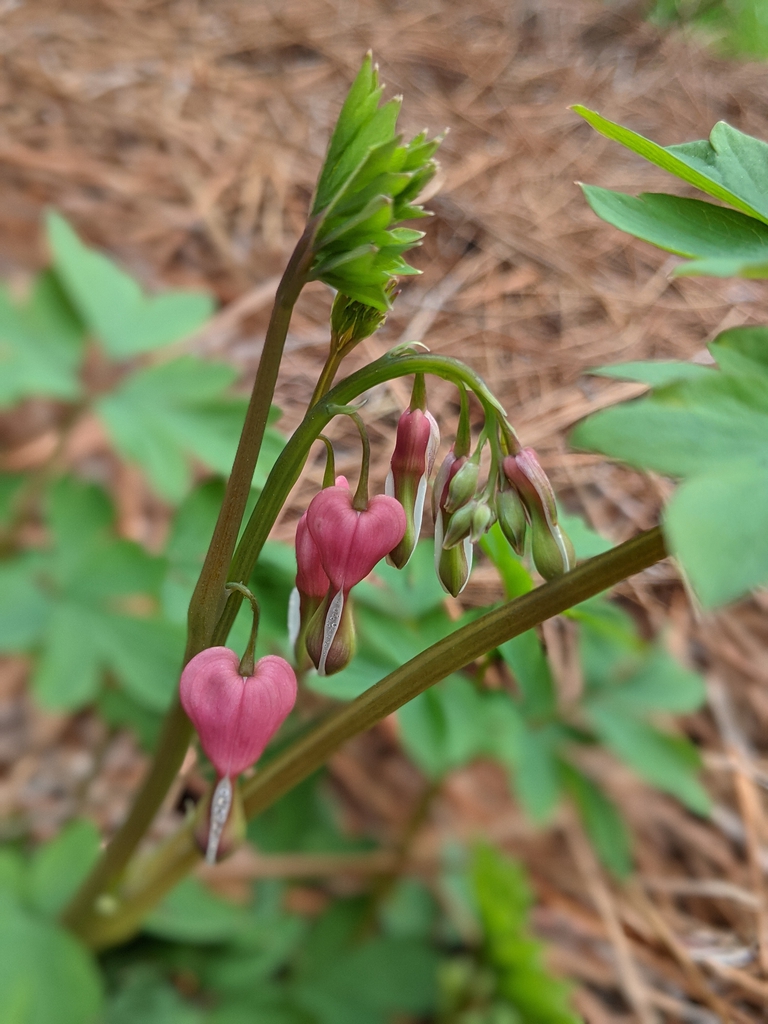 Form
