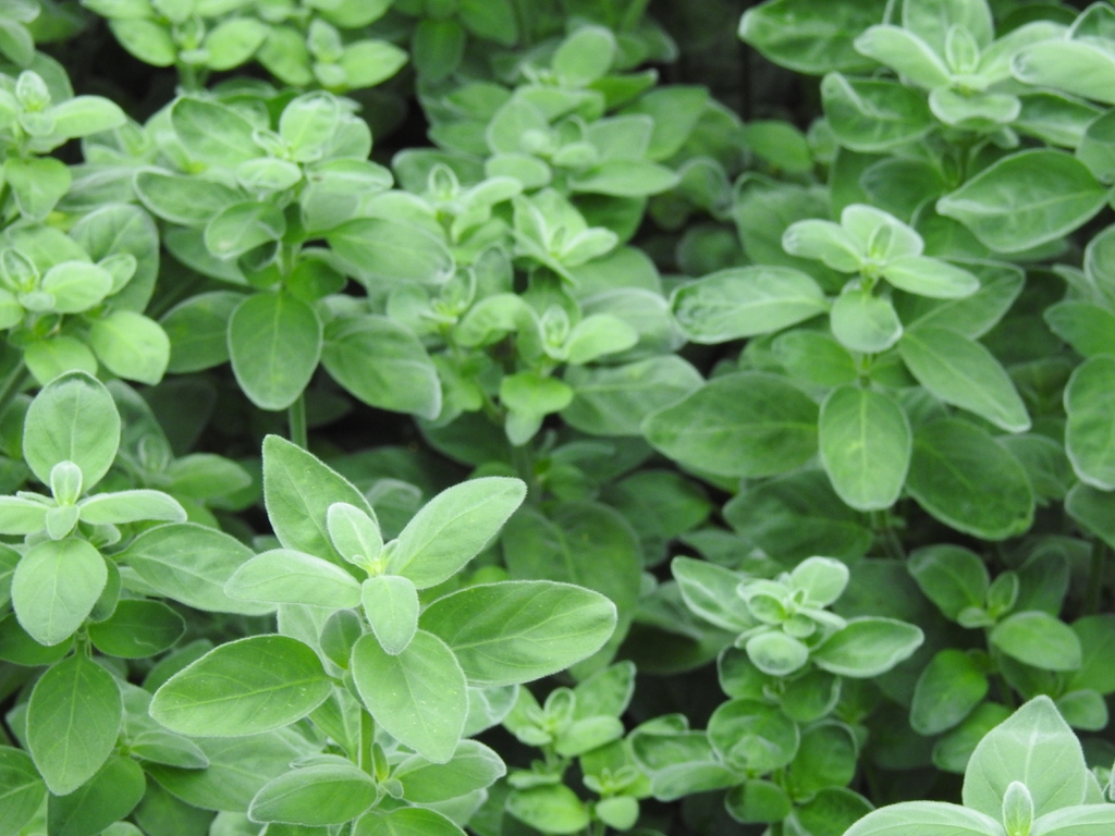 Dicliptera suberecta