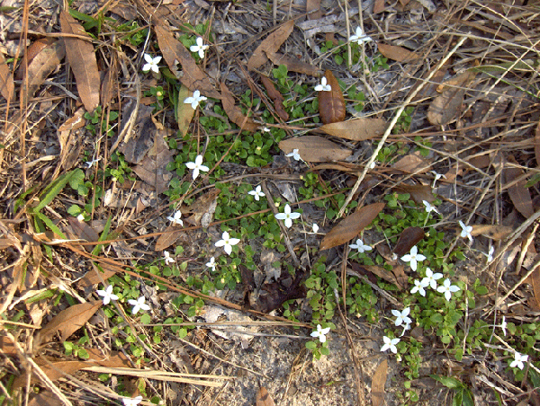 Diodia virginiana