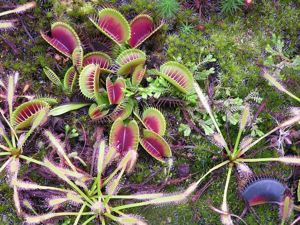 Rosettes of reddish trap leaves.