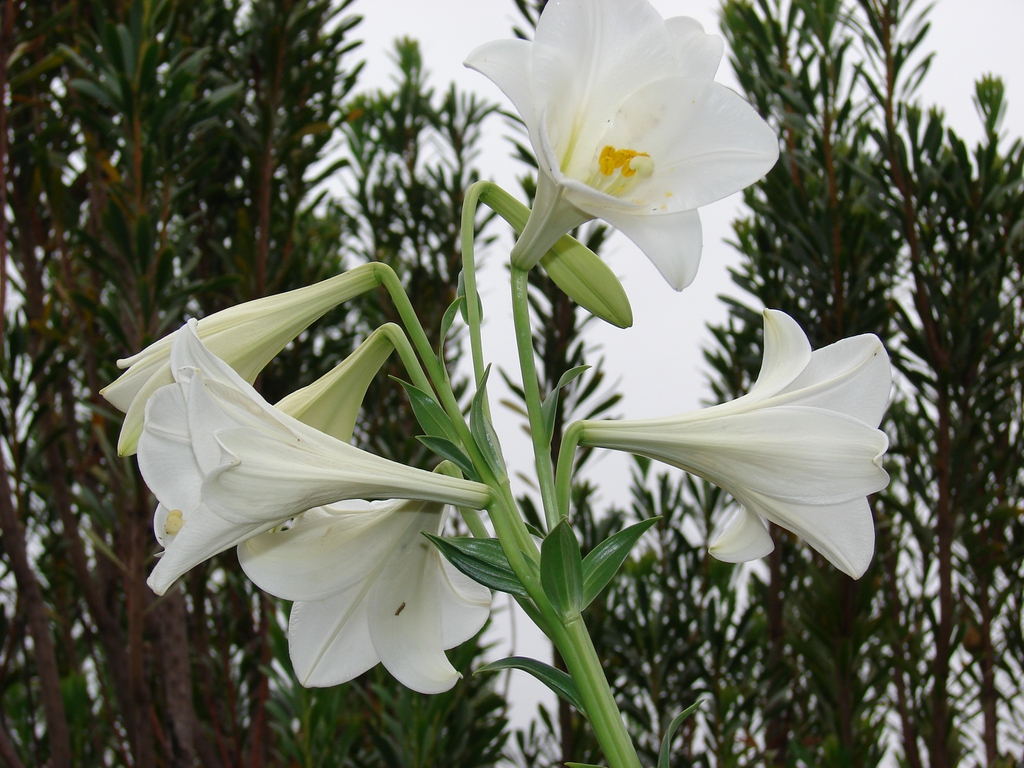 Formosana hybrid, Easter lily.