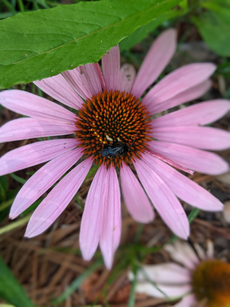 With two-spotted longhorn bee