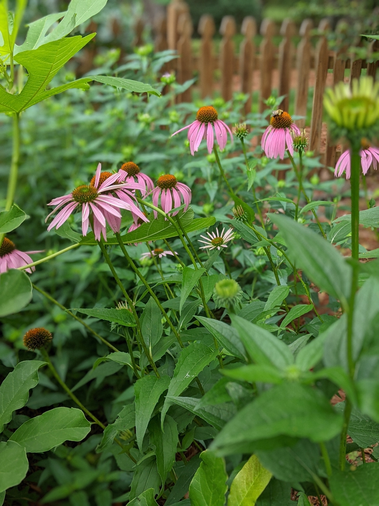 Form - early summer