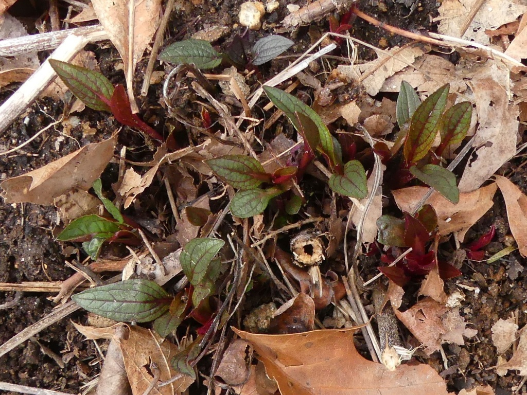 New growth - late winter (Haywood County, NC)