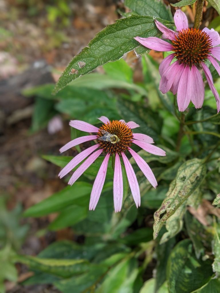 With bee - late fall (Cabarrus County, NC)