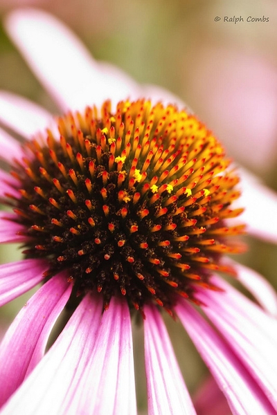 Close up of the brownish orange center.