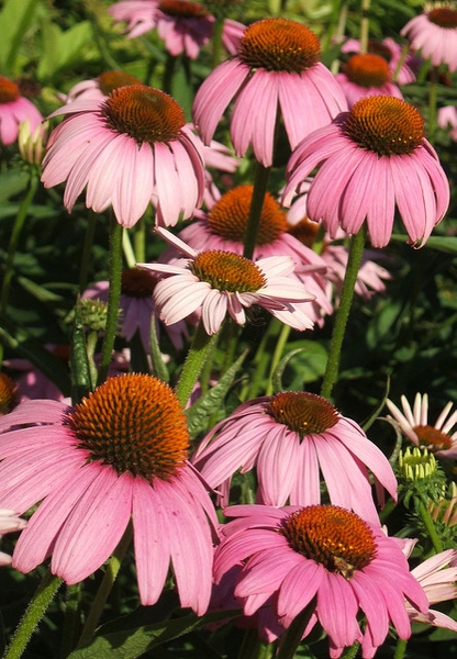 Several pink petalled flowers with a brownish orange center