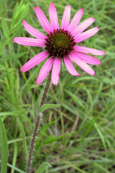 Flower close up