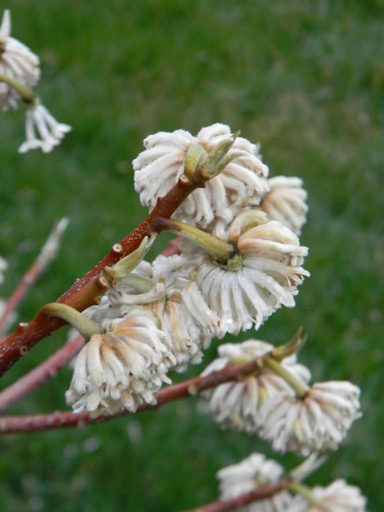 Bare twigs bearing clusters of white and yellow flowers.