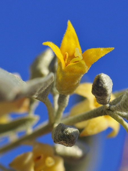 Elaeagnus angustifolia