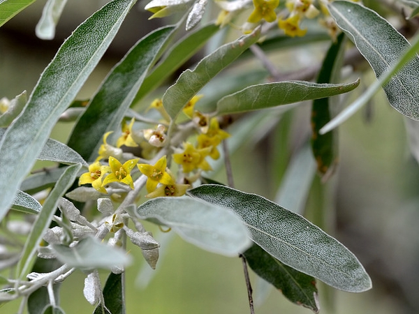 Elaeagnus angustifolia 