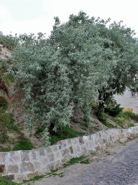 Form