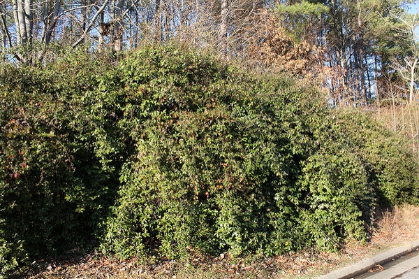Whole plant