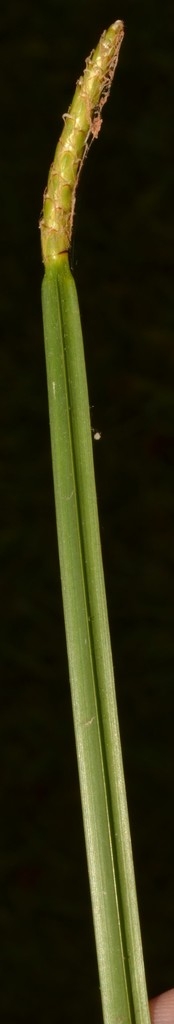 Square stem