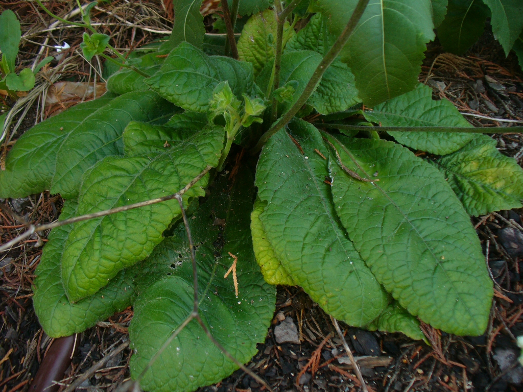 Large, hairy basal leaves adpressed to the ground.