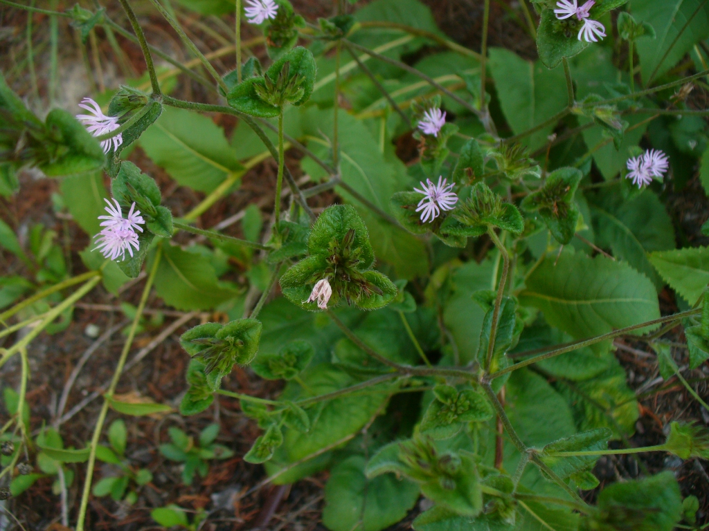 Flowers atop erect stalks