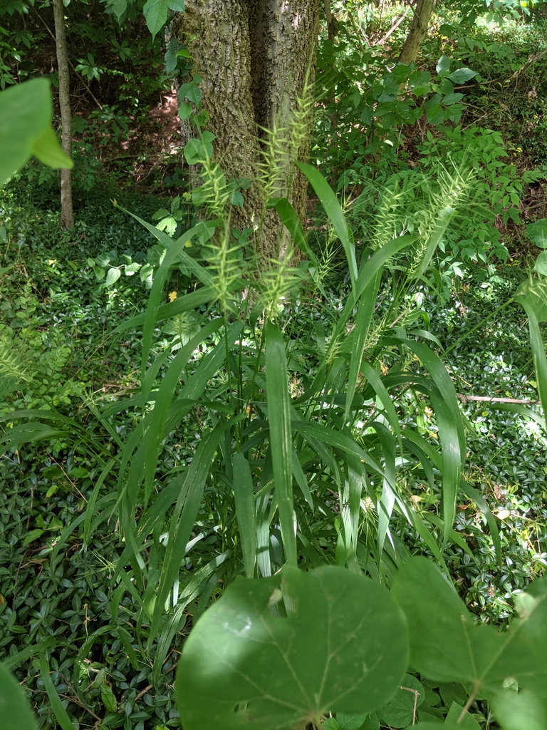 Wild Form