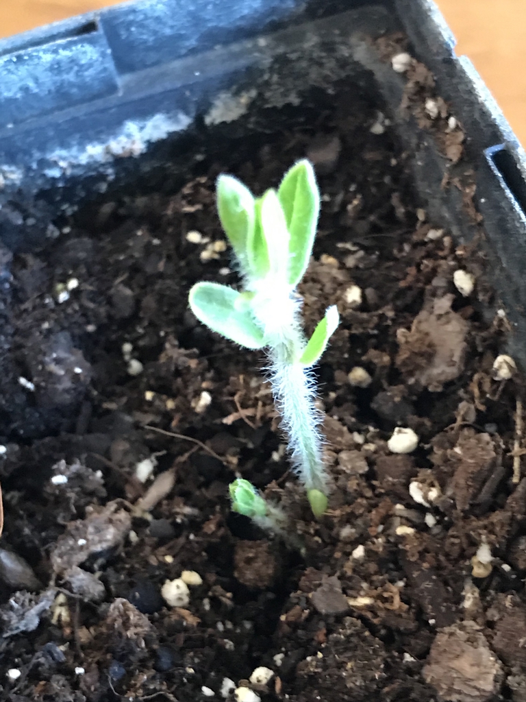 Young, pubescent shoot emerging from potting mix.