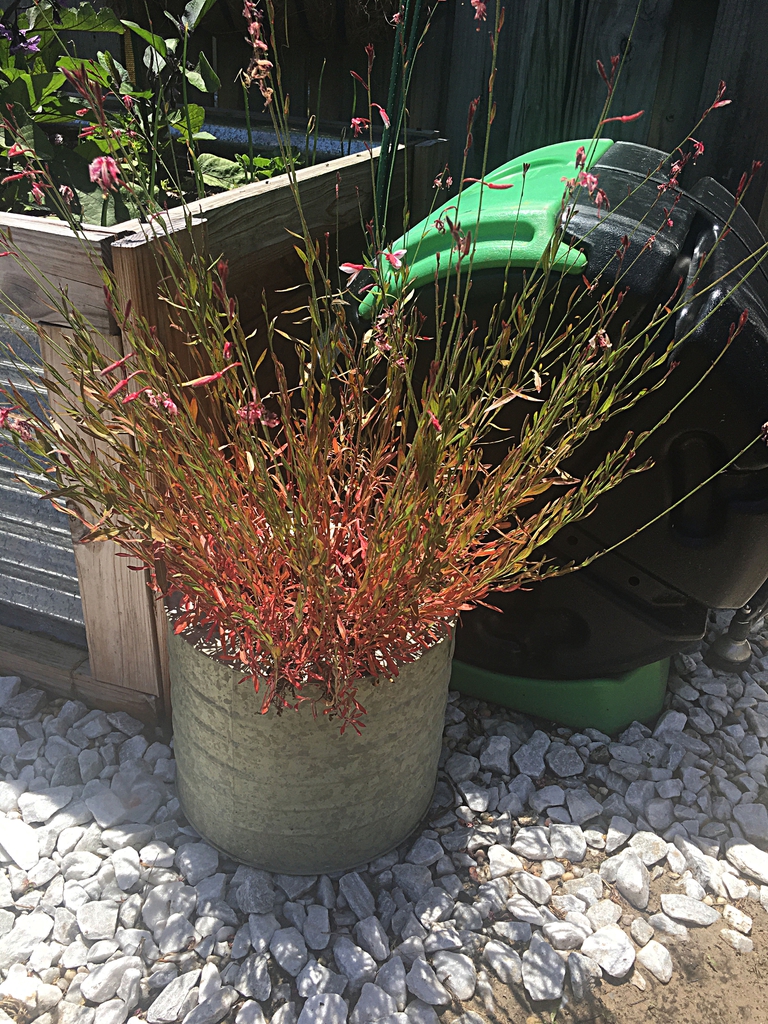 Erect branching in an container.