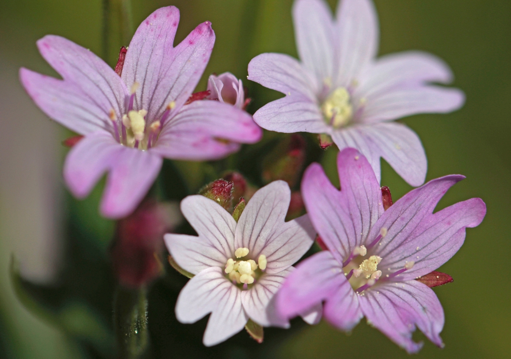 Epilobium ciliatum